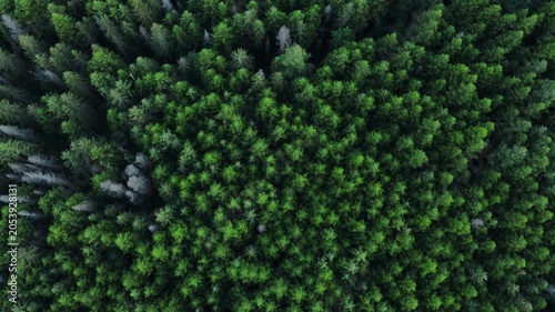 Aerial top down view of beautiful majestic spruce forest in evening golden hour. Drone shot flying over green tree tops during warm sunset or sunrise. Branches move freely in wind. Nature background