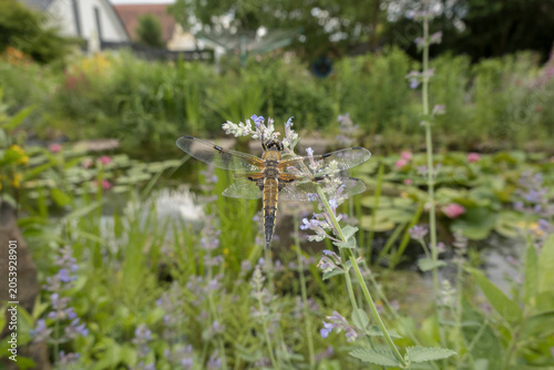 Fotografía Vierfleck (Libellula quadrimaculata)