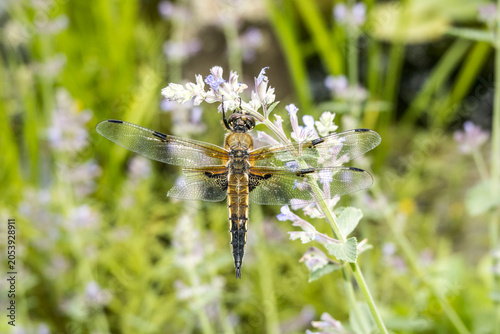 Cuadro en lienzo Vierfleck (Libellula quadrimaculata)