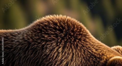 Close up of a brown bears furry back in a natural setting.