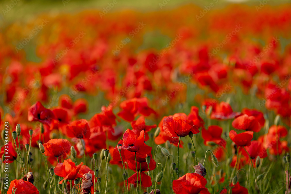 Fototapeta premium A beautiful summer day over a poppy field