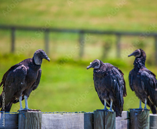 Three Black Vultures