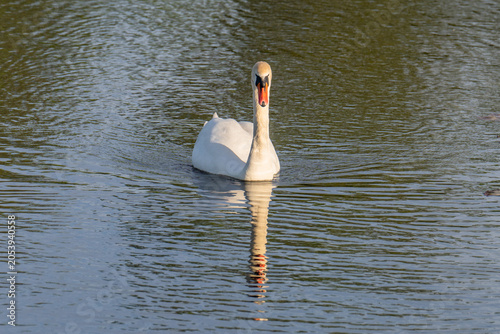 white swan on the lake
