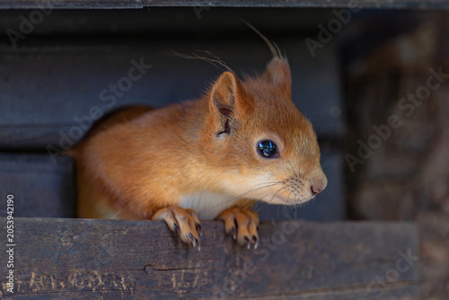 squirrel in the park