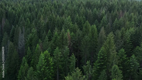 Aerial drone footage of beautiful spruce forest at warm summer day. Traveling concept of clean pure scenery scene, air camera shot treeline and treetop far from city. Wanderlust destination