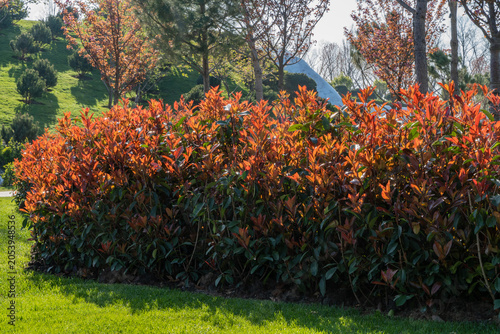 Fotografie Thick hedge composed of dense, reddish-brown foliage Photinia fraseri 'Red Robin' , which contrasts sharply with lush green grass beneath it