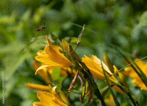 yellow flower on blue background