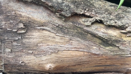 Foto A detailed close-up of natural tree bark showcasing rugged patterns, deep grooves, and organic textures