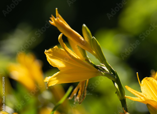 yellow flower on blue background