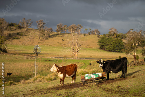 Cuadro en lienzo cattle eating free choice mineral from a mineral cart in a farm, cattle lick blo