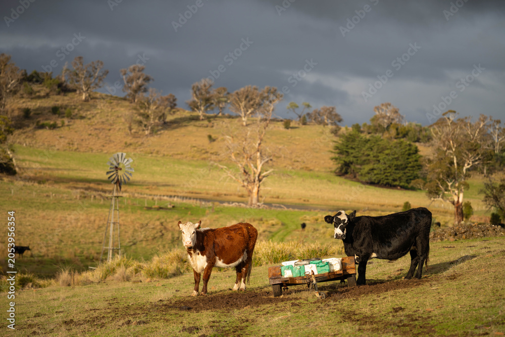 Naklejka premium cattle eating free choice mineral from a mineral cart in a farm, cattle lick blocks and livestock nutrition lick block on a farm in summer in australia