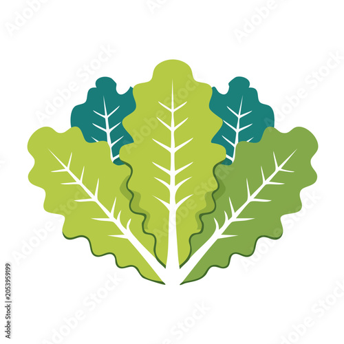 Flat Design Lettuce Head Vector Illustration