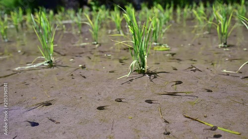 田植えの後の水田で泳ぐおたまじゃくし