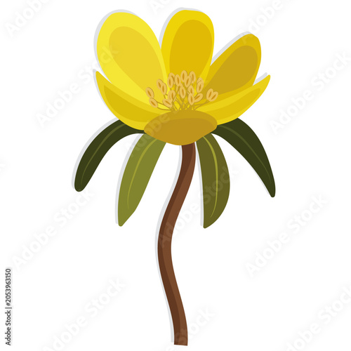 Tableau sur toile Winter aconite flower vector drawing.