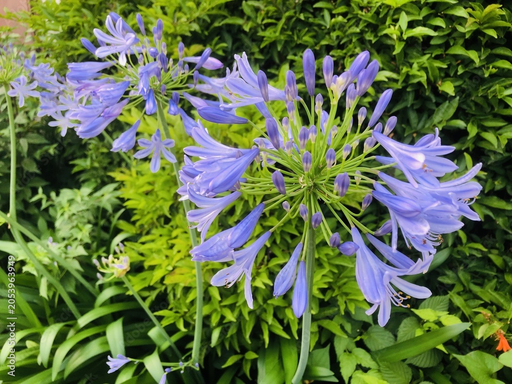 Obraz premium 花火のような球体の花を咲かせるアガパンサス