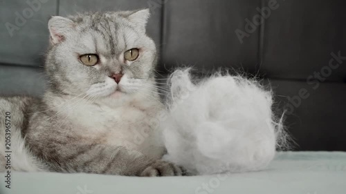 Cat lying on bed with fluff in its paw, relaxed moment captured indoors during afternoon.  cat rests  while holding  fluffy clump of fur.  enjoy day as it curls up comfortably. light warmth to room