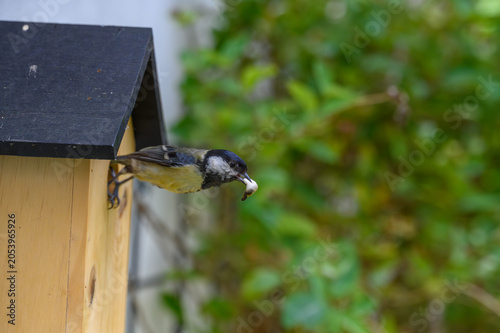 Kohlmeise am Vogelhaus mit Nahrung im Flug
