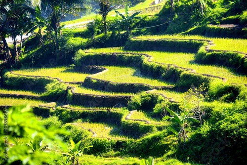 Εκτύπωση καμβά Terracing is a conservation technique for sloping land by creating steps (snakes) to reduce the length of the slope and retain water