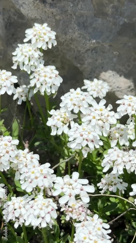 Close-up of Wild White Candytuft (Iberis) Blossoming in Nature