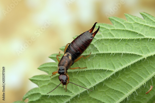 Forficula auricularia insect on a leaf