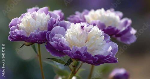 Blooming purple and white peony flowers in a garden, soft floral background, spring season nature beauty.