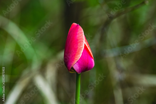 red tulip flower