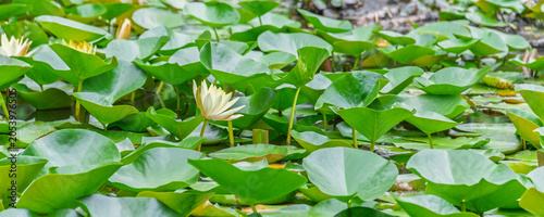 Quadro su tela Beautiful pale yellow water lily flower blooming among lush green lily pads on a