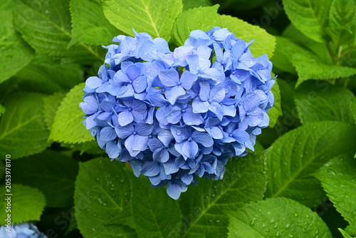 京都市御池通 雨上がりのハート型の紫陽花