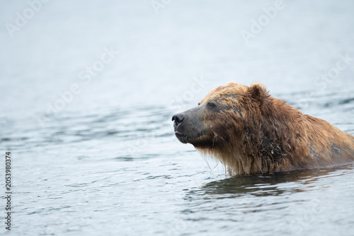 Ruling the landscape, brown bears of Kamchatka (Ursus arctos beringianus)