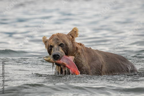 Ruling the landscape, brown bears of Kamchatka (Ursus arctos beringianus)