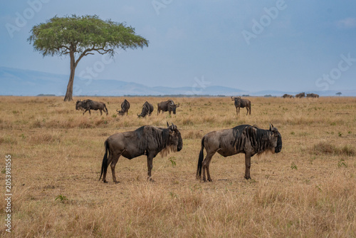 Wildebeest migration, Serengeti National Park, Tanzania, Africa