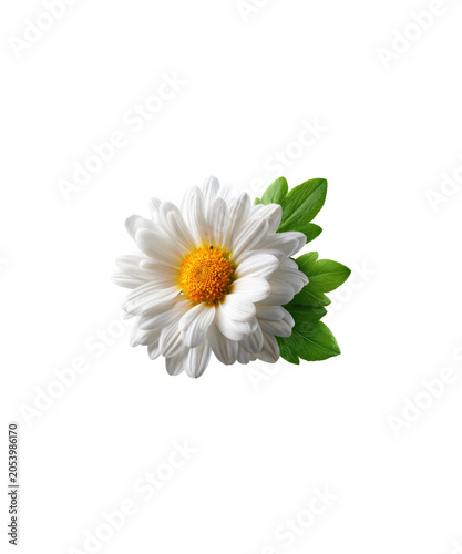 daisy isolated on white background