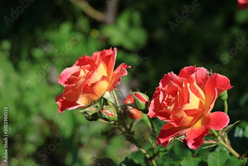 花の女王