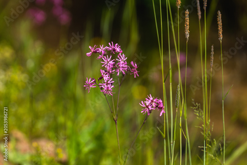 pink flowers in the meadow
