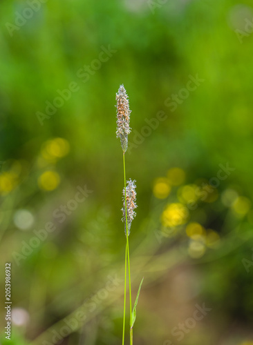 close up of grass in the wind