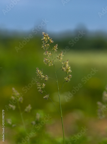 close up of grass in the wind