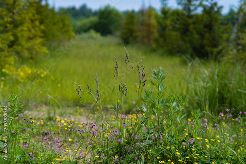 close up of grass in the wind