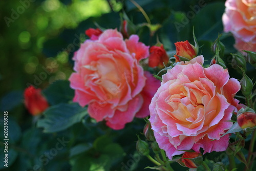 花の女王