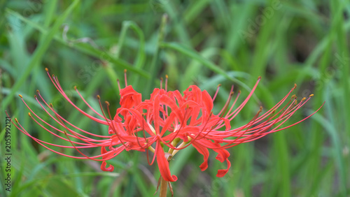 Foto Vibrant Red Spider Lily Blooming in Autumn Field, Elegant Lycoris Radiata Flower
