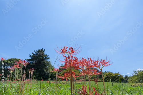 Konstfotografi Vibrant Red Spider Lilies Blooming Under Beautiful Blue Sky in Autumn, Scenic La