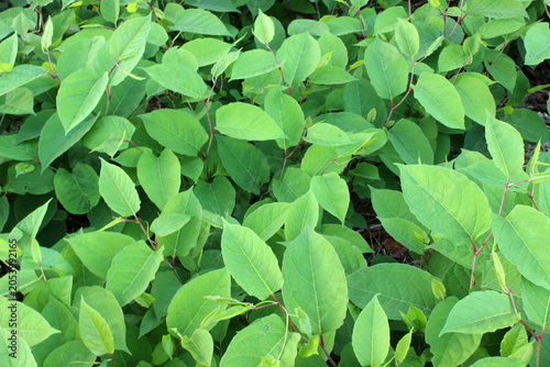 Green leaves of japanese knotweed