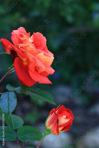 花の女王