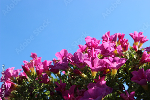 Sunny sky and purple petunia flowers