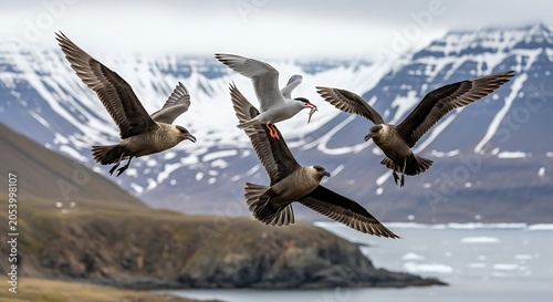 Arctic Skua Pursuit - Seabirds in Flight over Svalbard Landscape.