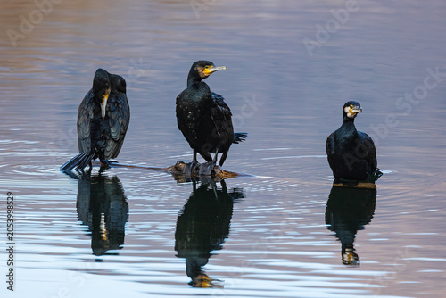 Cormorani 