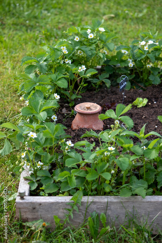 Pot d'irrigation en argile microporeuse (Oyas ou Ollas) dans un potager. La terre cuite libère de l’eau lentement et en fonction des besoins des végétaux. Écologique pour un arrosage durable du jardin
