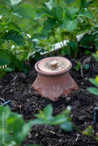 Pot d'irrigation en argile microporeuse (Oyas ou Ollas) dans un potager. La terre cuite libère de l’eau lentement et en fonction des besoins des végétaux. Écologique pour un arrosage durable du jardin