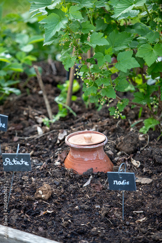 Pot d'irrigation en argile microporeuse (Oyas ou Ollas) dans un potager. La terre cuite libère de l’eau lentement et en fonction des besoins des végétaux. Écologique pour un arrosage durable du jardin