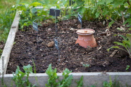 Pot d'irrigation en argile microporeuse (Oyas ou Ollas) dans un potager. La terre cuite libère de l’eau lentement et en fonction des besoins des végétaux. Écologique pour un arrosage durable du jardin