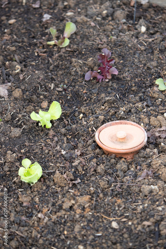 Pot d'irrigation en argile microporeuse (Oyas ou Ollas) dans un potager. La terre cuite libère de l’eau lentement et en fonction des besoins des végétaux. Écologique pour un arrosage durable du jardin